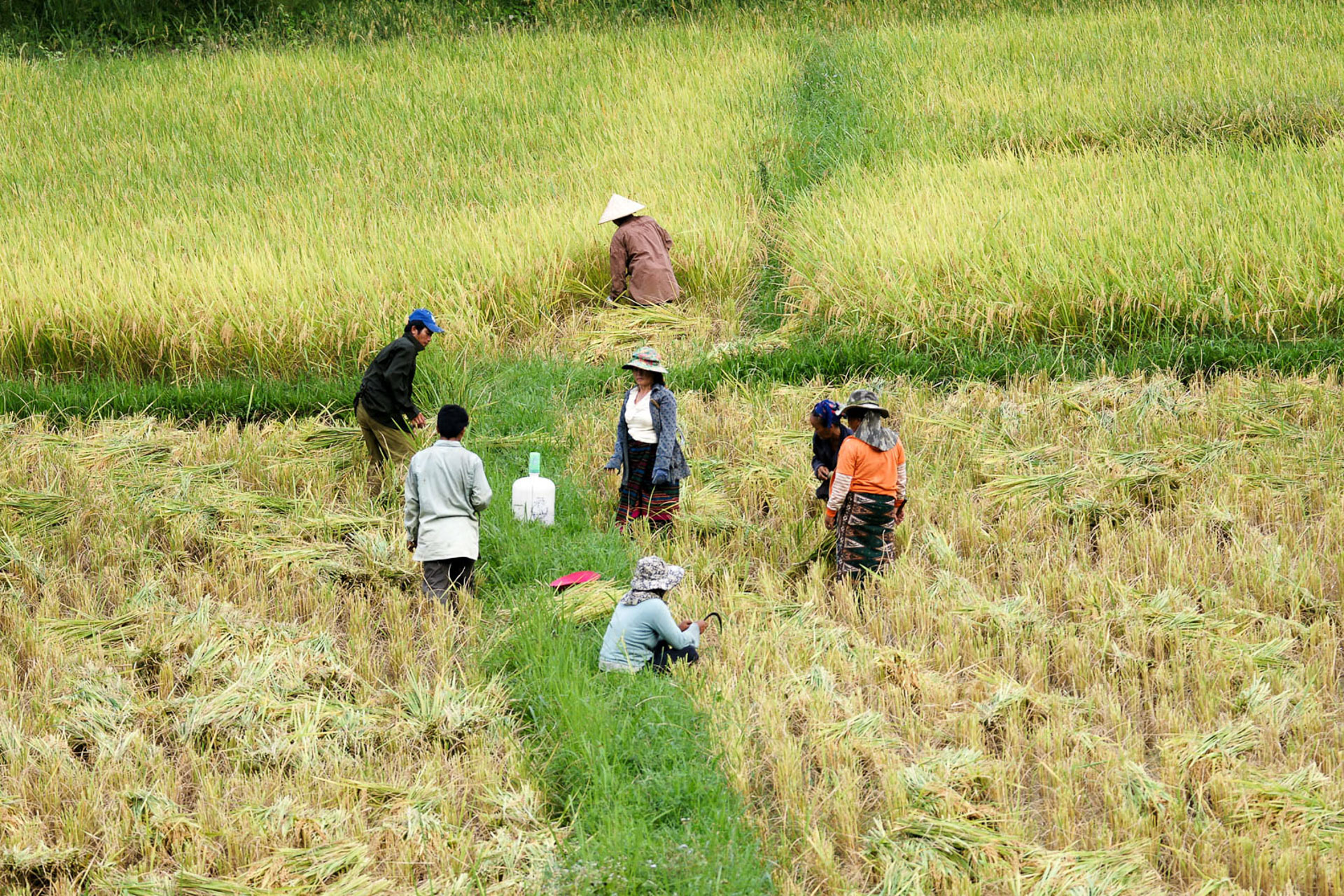 Hike in the north of Vang Vieng - rice harvest